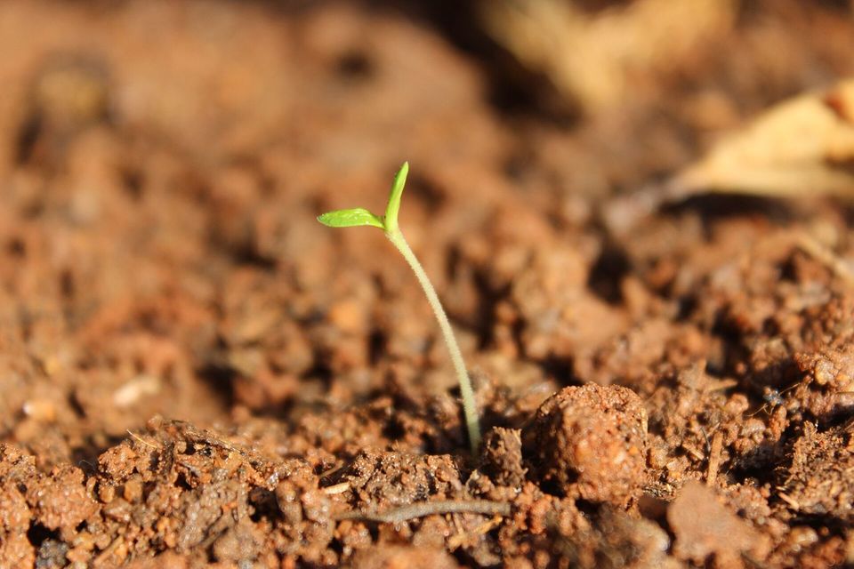 A tiny green seedling growing from dry soil